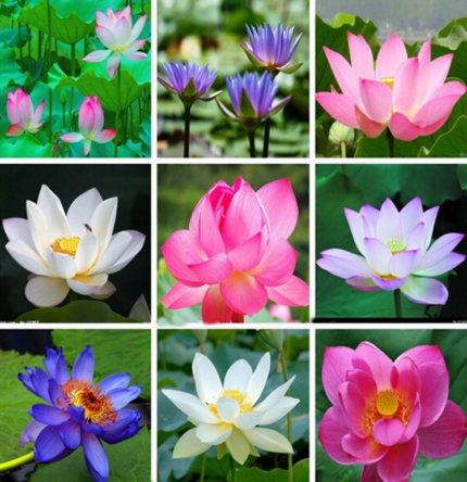 জাপানী পদ্ম ফুলের বীজ