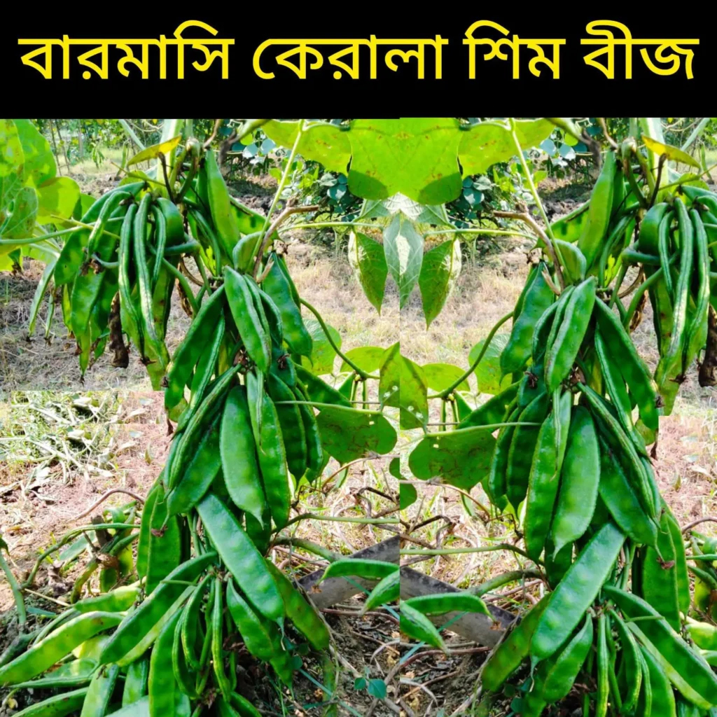 বারমাসী কেরালা শিম বীজ